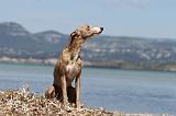 WHIPPET 037